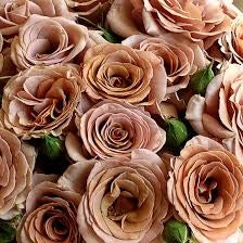 Rosa Mokarosa: eleganza dai toni caffè e fioritura raffinata e originale