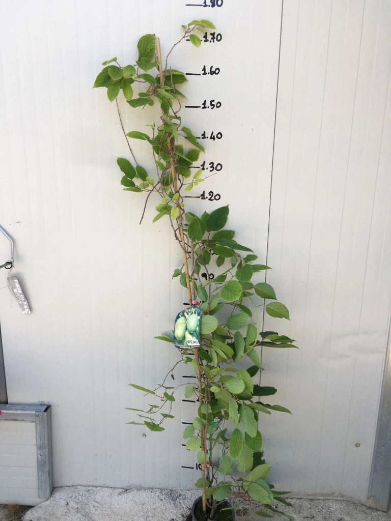 Pianta di Kiwi Actinidia Arguta Weiki mini kiwi senza pelo foto reali H 110cm
