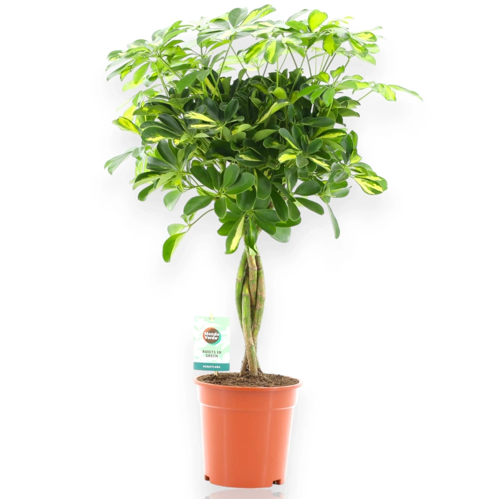 Gardenaria Schefflera arboricola 'Gold capella' alberello - Pianta da interno ornamentale Altezza: 130 cm (vaso 30)