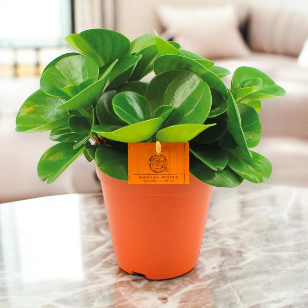 Gardenaria Peperomia obtusifolia 'Green gold' - Pianta da interno ornamentale Altezza: 25 cm (vaso 15)