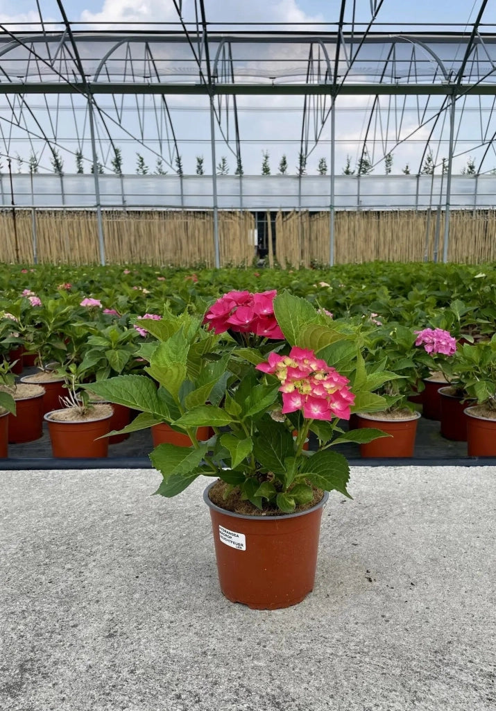 Gardenaria Ortensia - Hydrangea Macrophylla 'Leuchtfeuer' - Pianta acidofila ornamentale da esterno Altezza: 40/50 cm (vaso19)