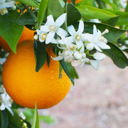 Gardenaria Arancio - Citrus sinensis 'Navelina' - Pianta di agrume da frutto in vaso Altezza: 70/80 cm (vaso 22)