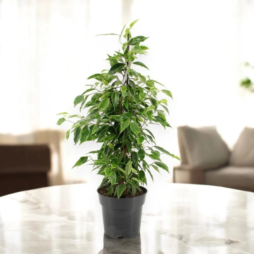 Gardenaria Ficus benjamina 'Anastasia' - Pianta da interno ornamentale Altezza: 40 cm (vaso 19)