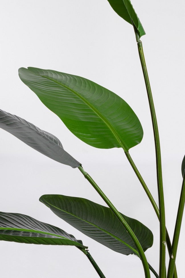 Set 2 Piante Artificiali Strelitzia 170x32x185 cm in Plastica con Vasi Verde