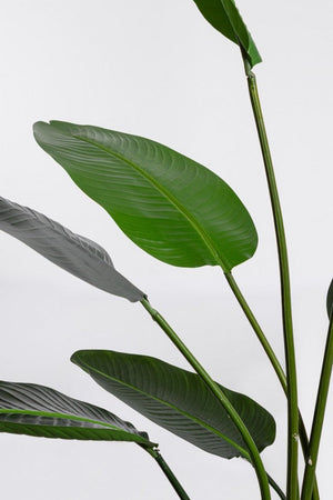 Set 2 Piante Artificiali Strelitzia 170x32x185 cm in Plastica con Vasi Verde