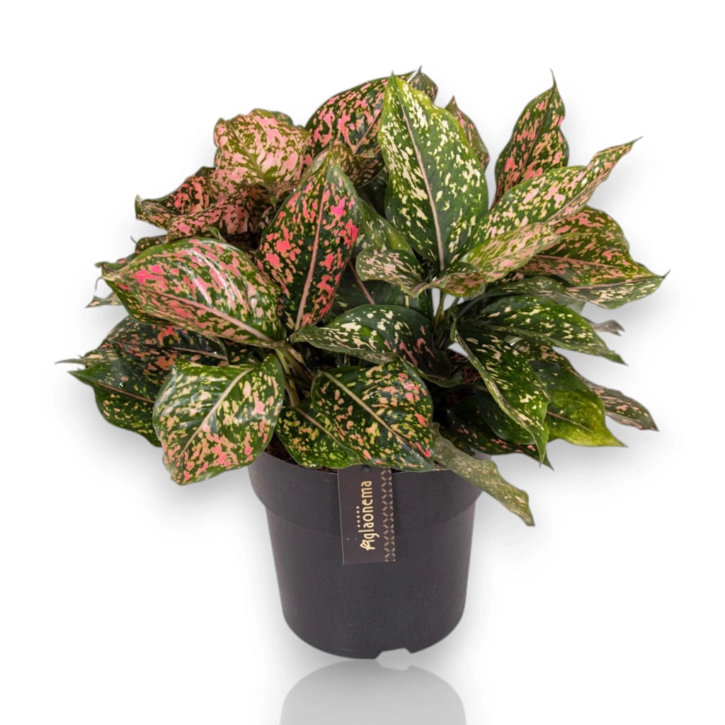 Gardenaria Aglaonema 'Pink Leopard' - Pianta da interno ornamentale Altezza: 40 cm (vaso 12)
