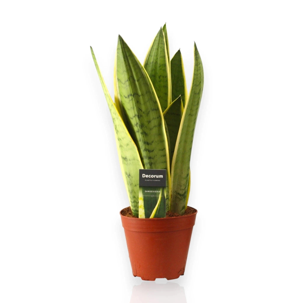 Gardenaria Sansevieria trifasciata 'White Snow' - Pianta da interno ornamentale Altezza: 30 cm (vaso 12)