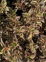 Gardenaria Weigela florida 'Monet' - Arbusto ornamentale da giardino Altezza: 40/50 cm (vaso18)