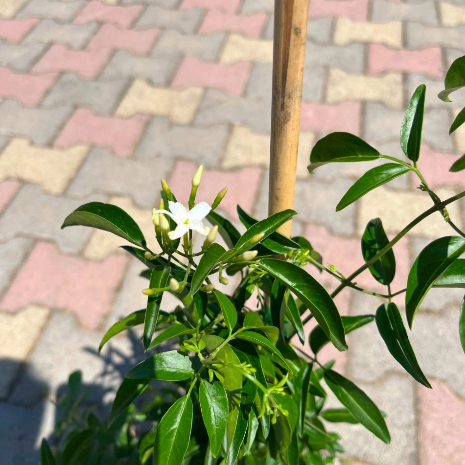 Gelsomino Trifogliato Azoricum sempreverde rampicante profumato vaso1 8cm AMDGarden