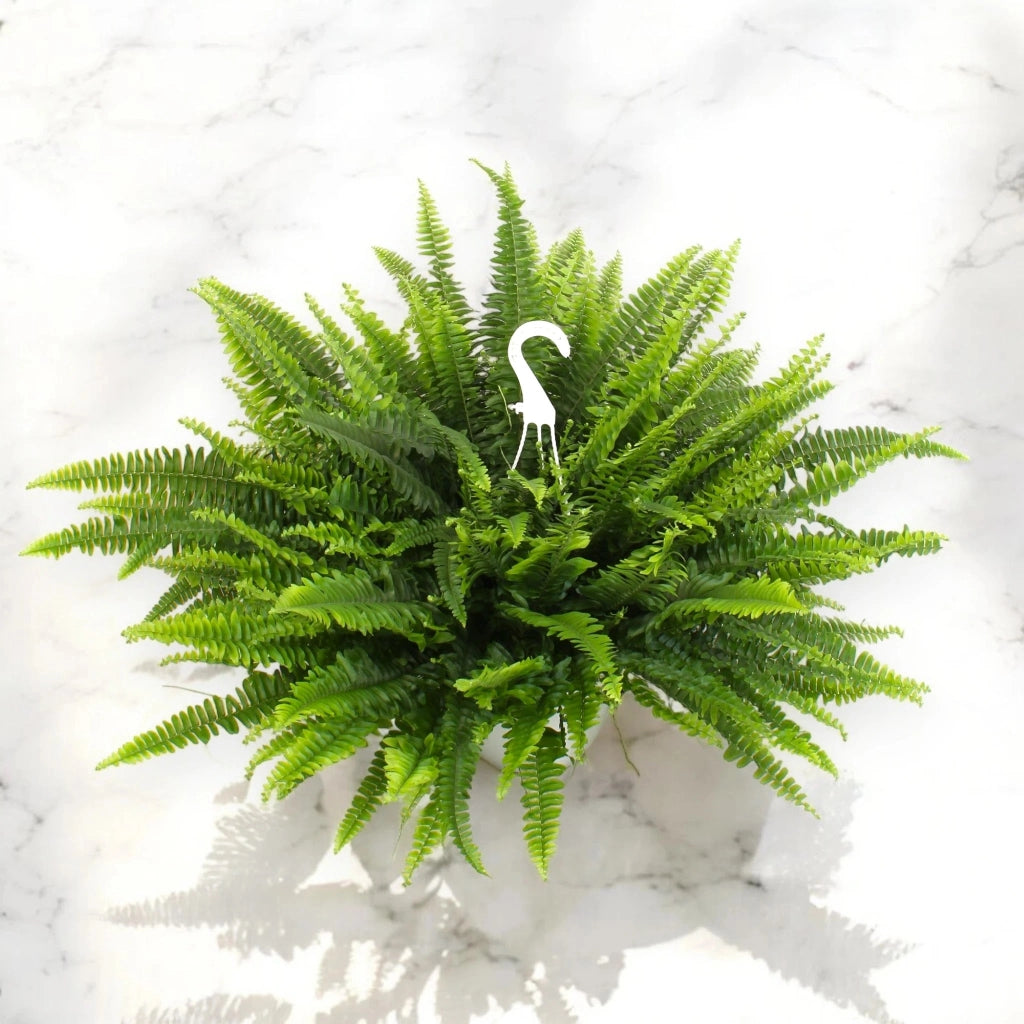 Gardenaria Nephrolepis exaltata 'Sonata' - Pianta da interno ornamentale Altezza: 55 cm (vaso 19)