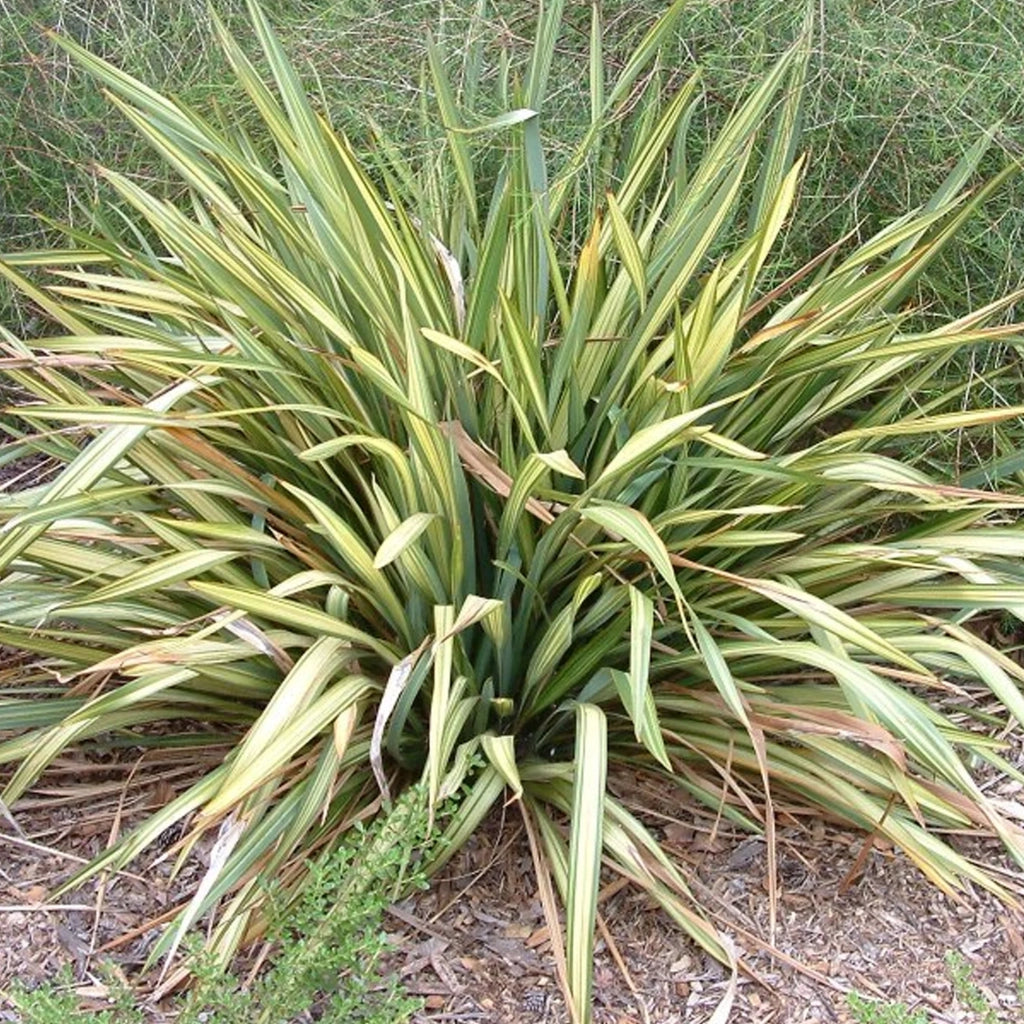 Phormium Apricot Queen – Pianta Ornamentale Sempreverde in Vaso 24 Elegante