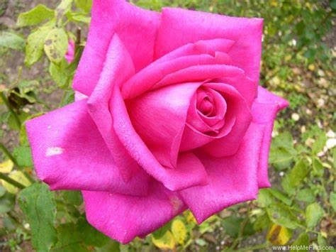 Rosa Wanda Ferragamo® - Rosa da Giardino a Grandi Fiori Rifiorente