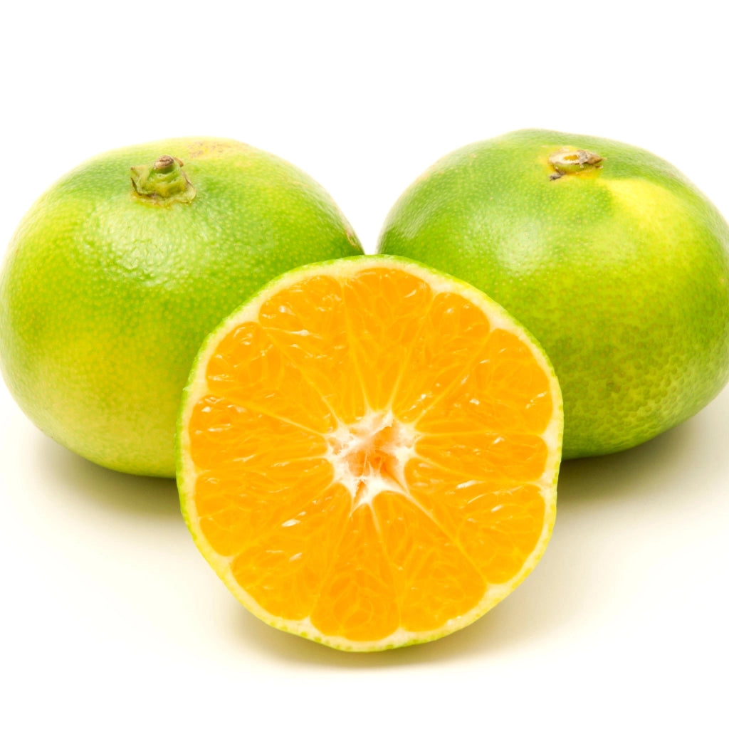 Gardenaria Satsuma - Citrus unshiu 'Miyagawa' - Pianta di agrume da frutto in vaso Altezza: 70/80 cm (vaso 22)