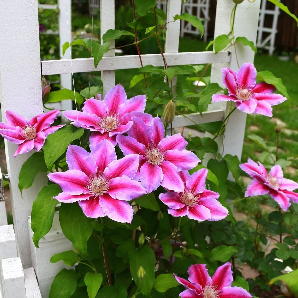 Pianta di CLEMATIDE Clematis DR Ruppel rampicante grandi fiori vaso 18cm AMDGarden