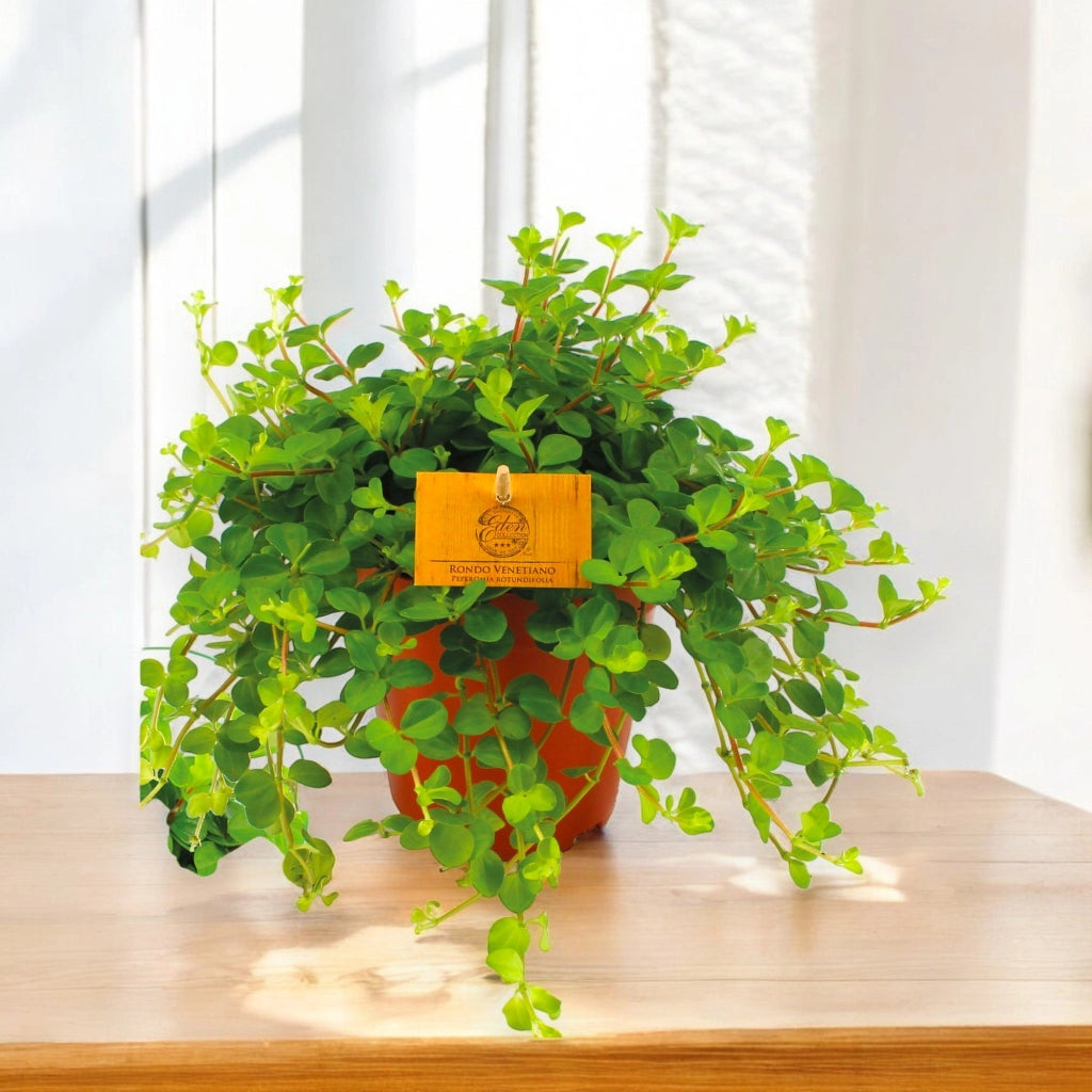 Gardenaria Peperomia rotundifolia - Pianta da interno ornamentale Altezza: 25 cm (vaso 15)