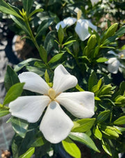 Gardenaria Gardenia jasminoides 'Sweet Heart' - Arbusto ornamentale da giardino Altezza: 40/50 cm (vaso19)