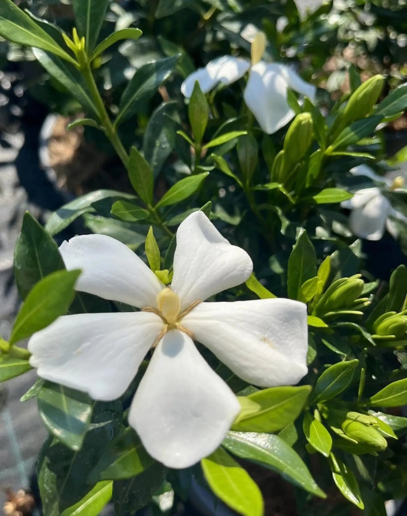 Gardenaria Gardenia jasminoides 'Sweet Heart' - Arbusto ornamentale da giardino Altezza: 40/50 cm (vaso19)