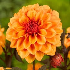 Bulbi di Dalia Ludwig Helfert Arancio – Decorativa brillante
