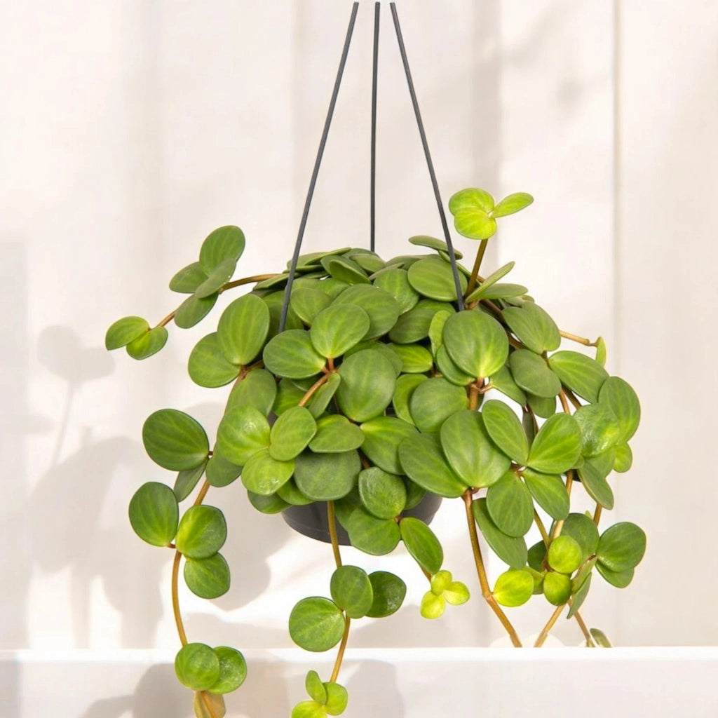 Gardenaria Peperomia tetraphylla 'Hope' - Pianta da interno ornamentale Altezza: 20 cm (vaso 14)