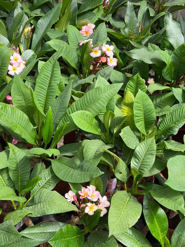 "Frangipani" Plumeria Gina vaso 20 cm H60 – Pianta tropicale ornamentale profumata