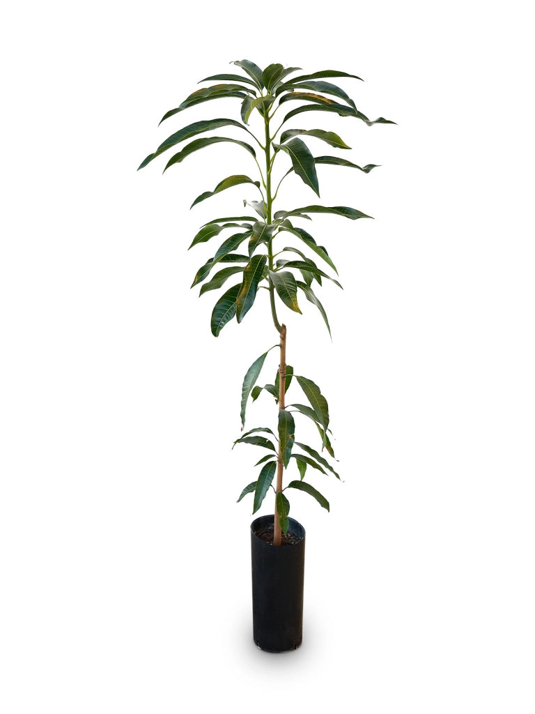 Mangifera indica “Tommy Atkins” – Mango tropicale da frutto