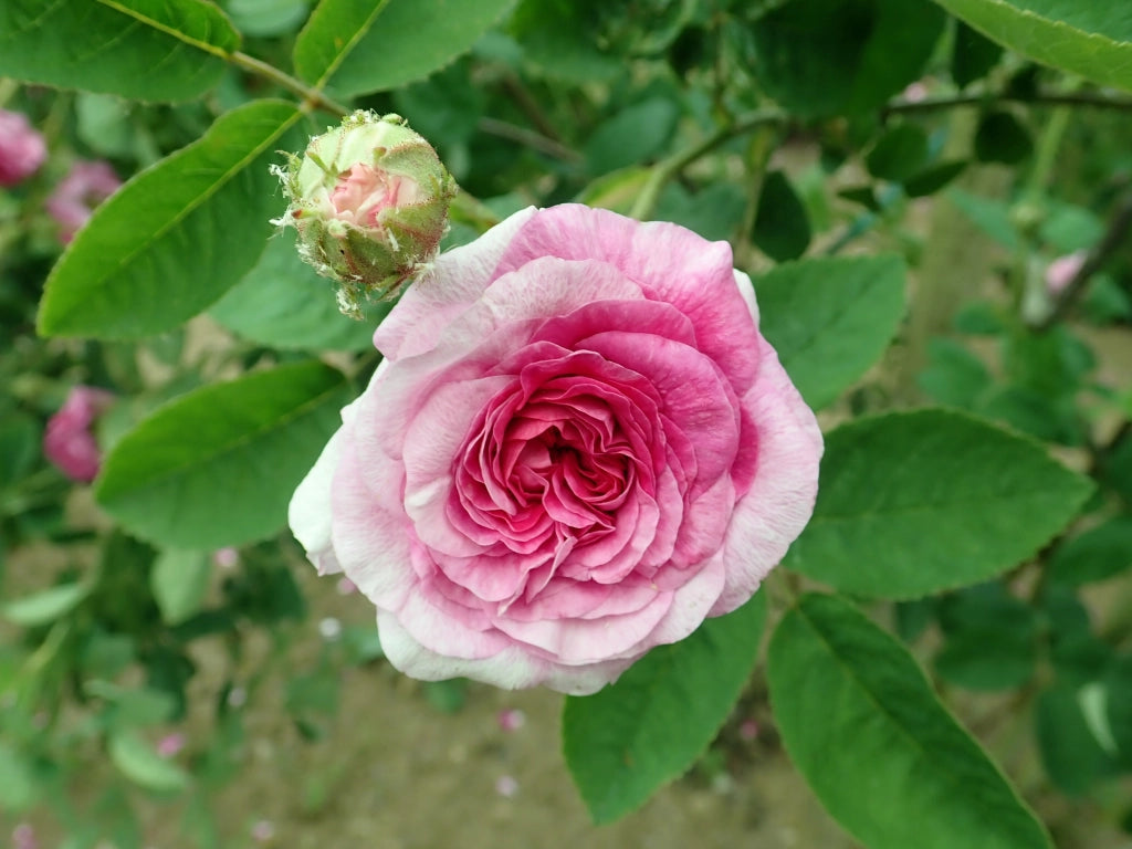Rosa Berenice: eleganza delicata e fioritura abbondante dal fascino classico