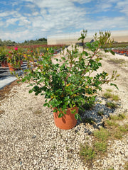 ROSA SEVILLANA GIALLO VASO 24