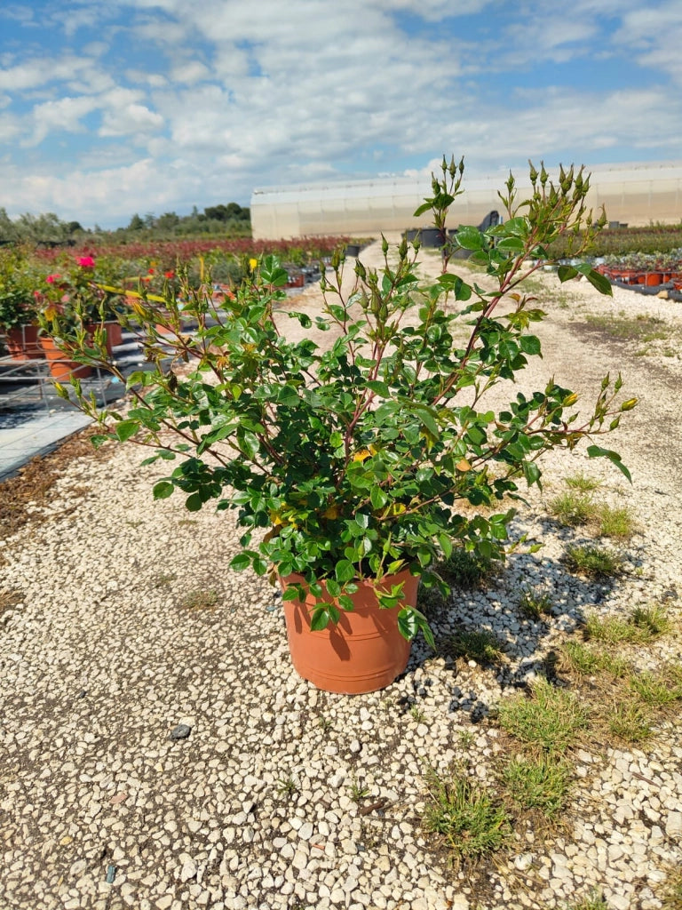 ROSA SEVILLANA GIALLO VASO 24