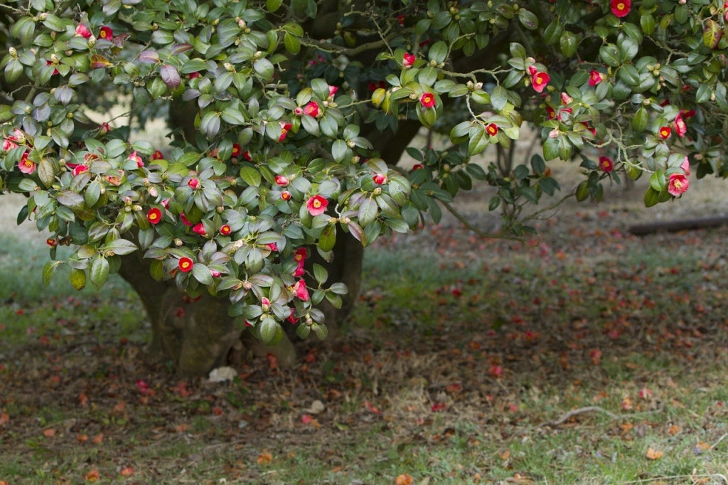 CAMELIA SASANQUA PIRAMIDE H 180/200 CM VASO 45