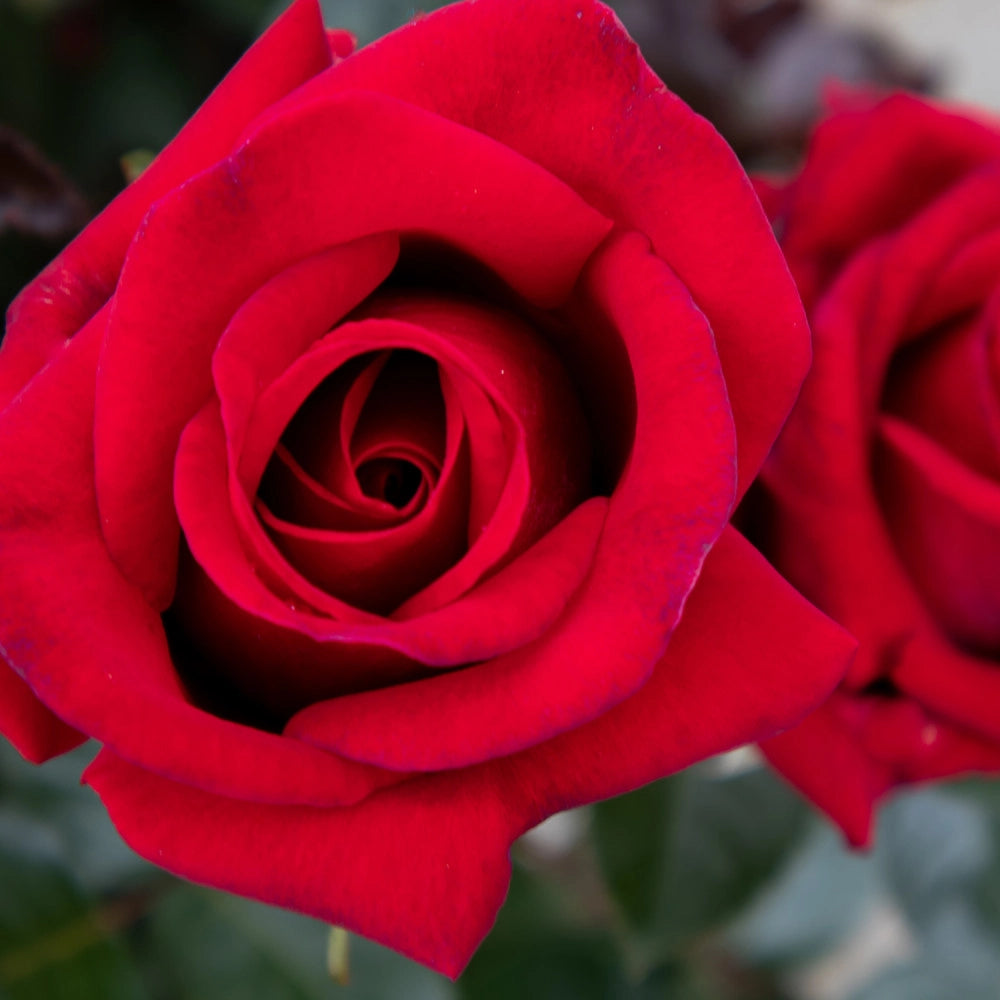 Rosa VELVET ALIBI ® - Pianta di fiore fiori Foto Reali
