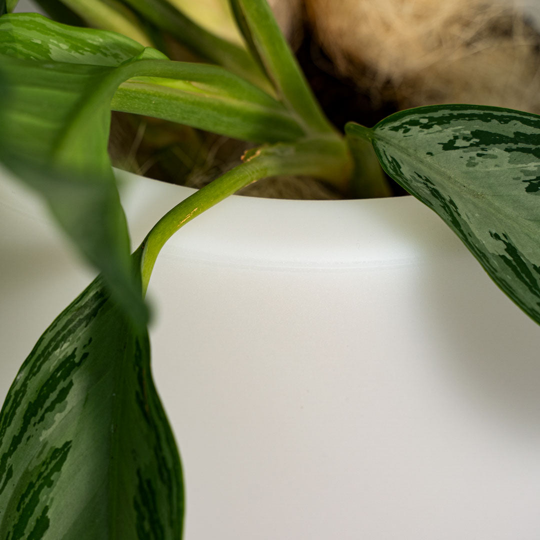 Vaso Luminoso da Esterno 35x42 cm In Polietilene Rose Led Bianco Neutro