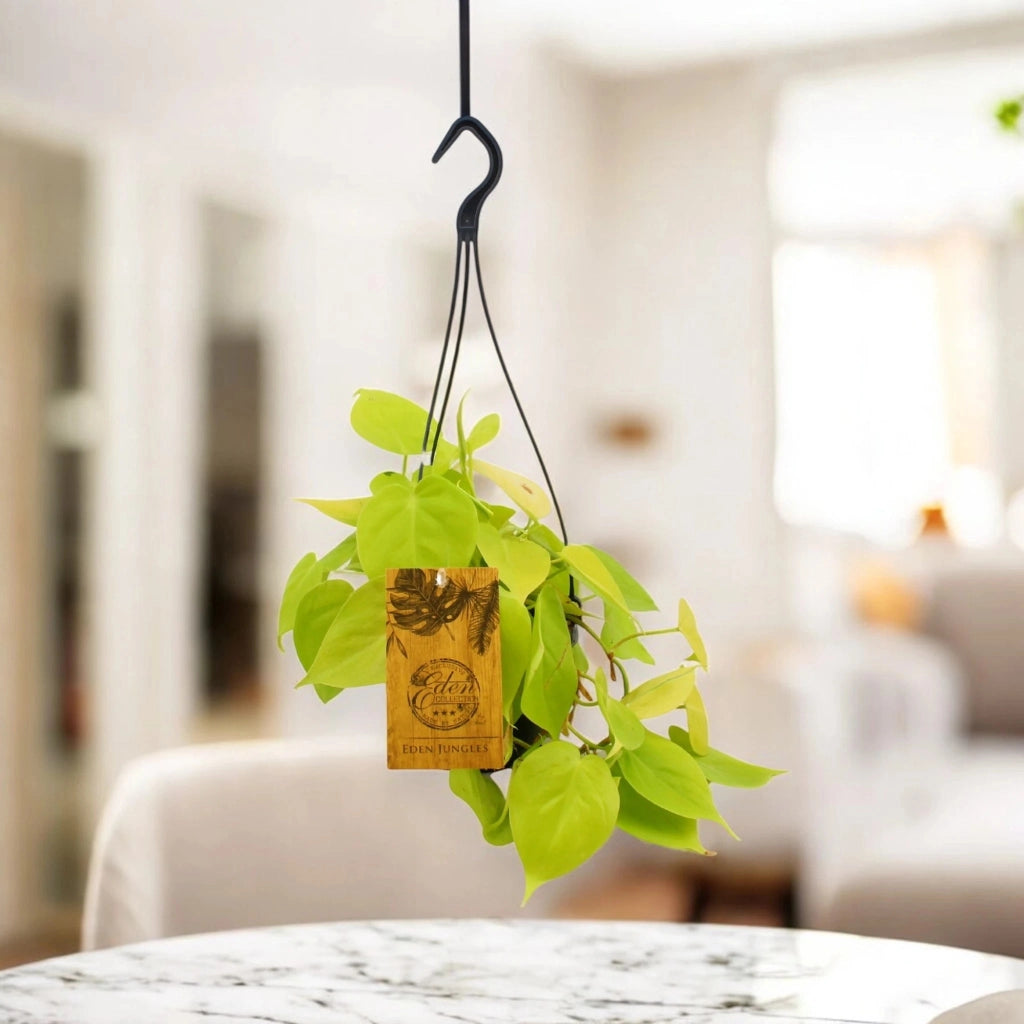 Gardenaria Philodendron micans 'Lime' - Pianta da interno ornamentale Altezza: 45 cm (vaso 15)
