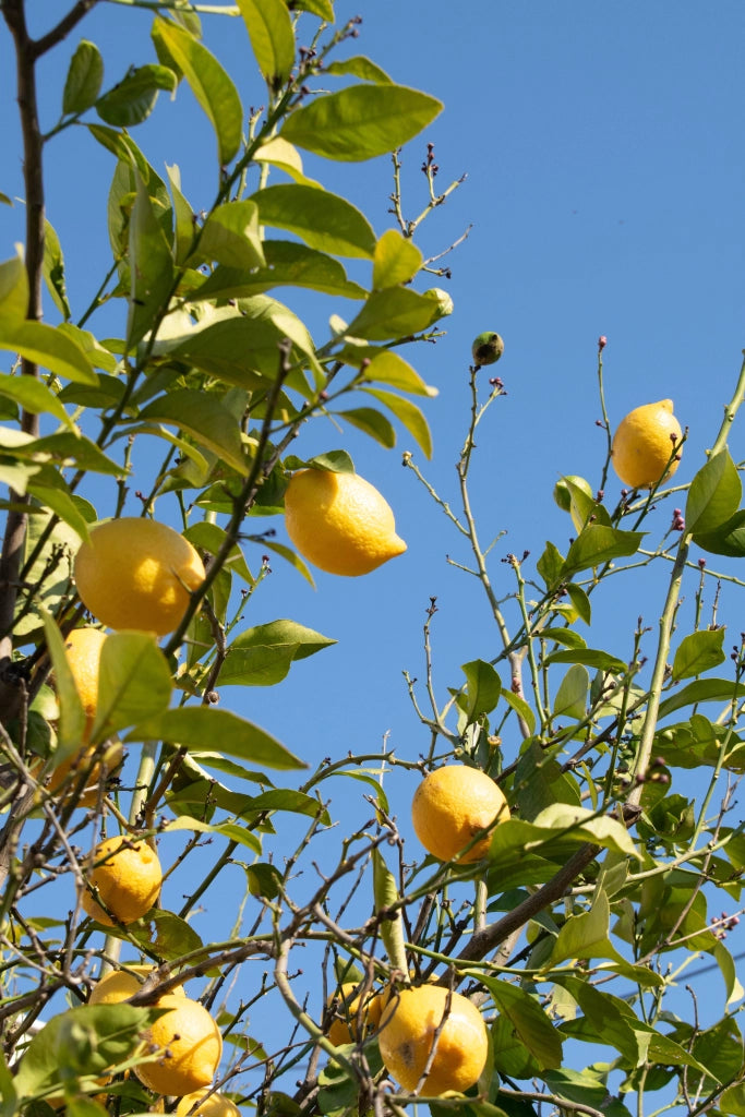 Limone Citrus Limon Spalliera 80 cm Agrume da Frutto Sempreverde
