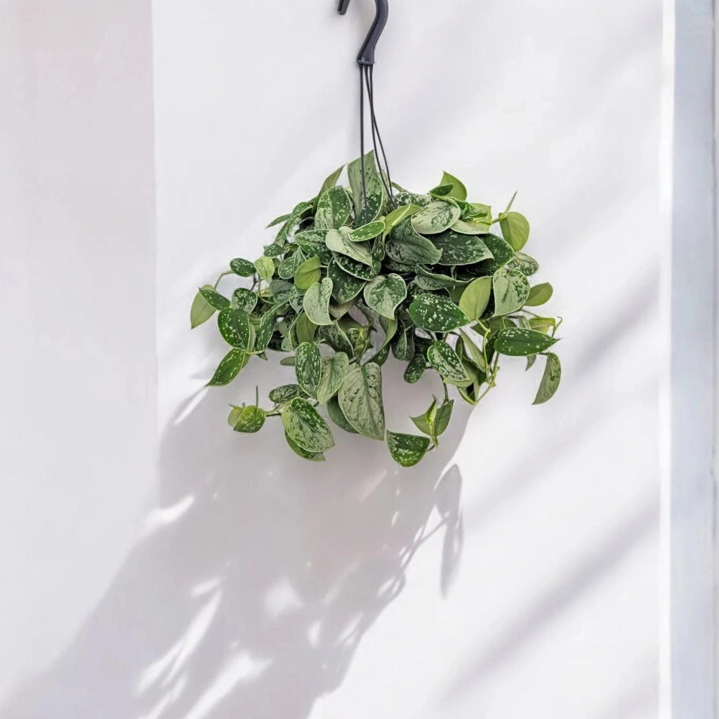 Gardenaria Scindapsus pictus 'Silvery Ann' - Pianta da interno ornamentale Altezza: 20 cm (vaso 14)