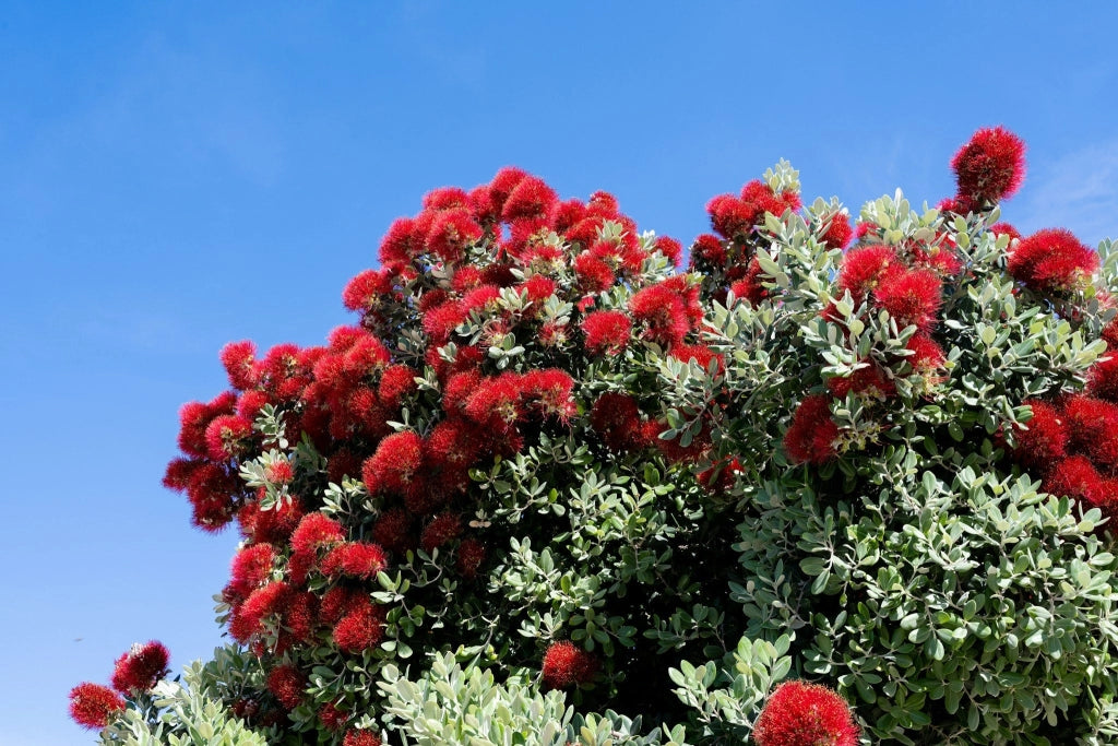 METROSIDEROS EXCELSA (ALBERO DI NATALE NEOZELANDESE) VASO 24