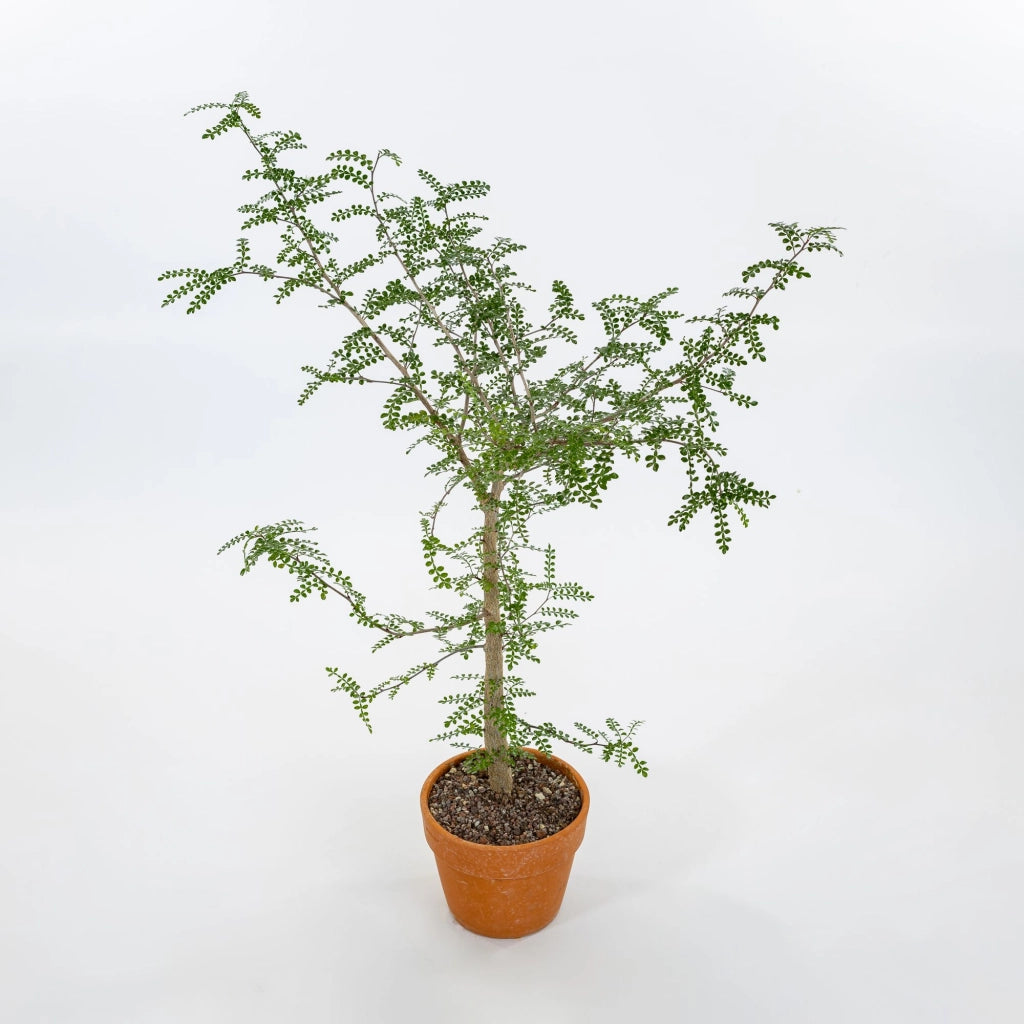 Operculicaria decaryi in vaso 17 cm, pianta caudiciforme elegante