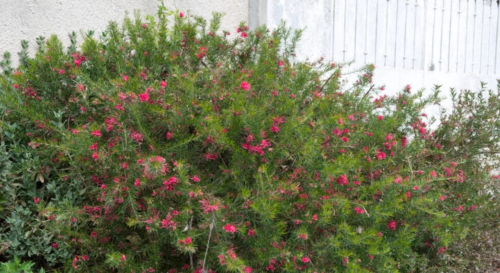 Grevillea juniperina vaso 24cm foto reali