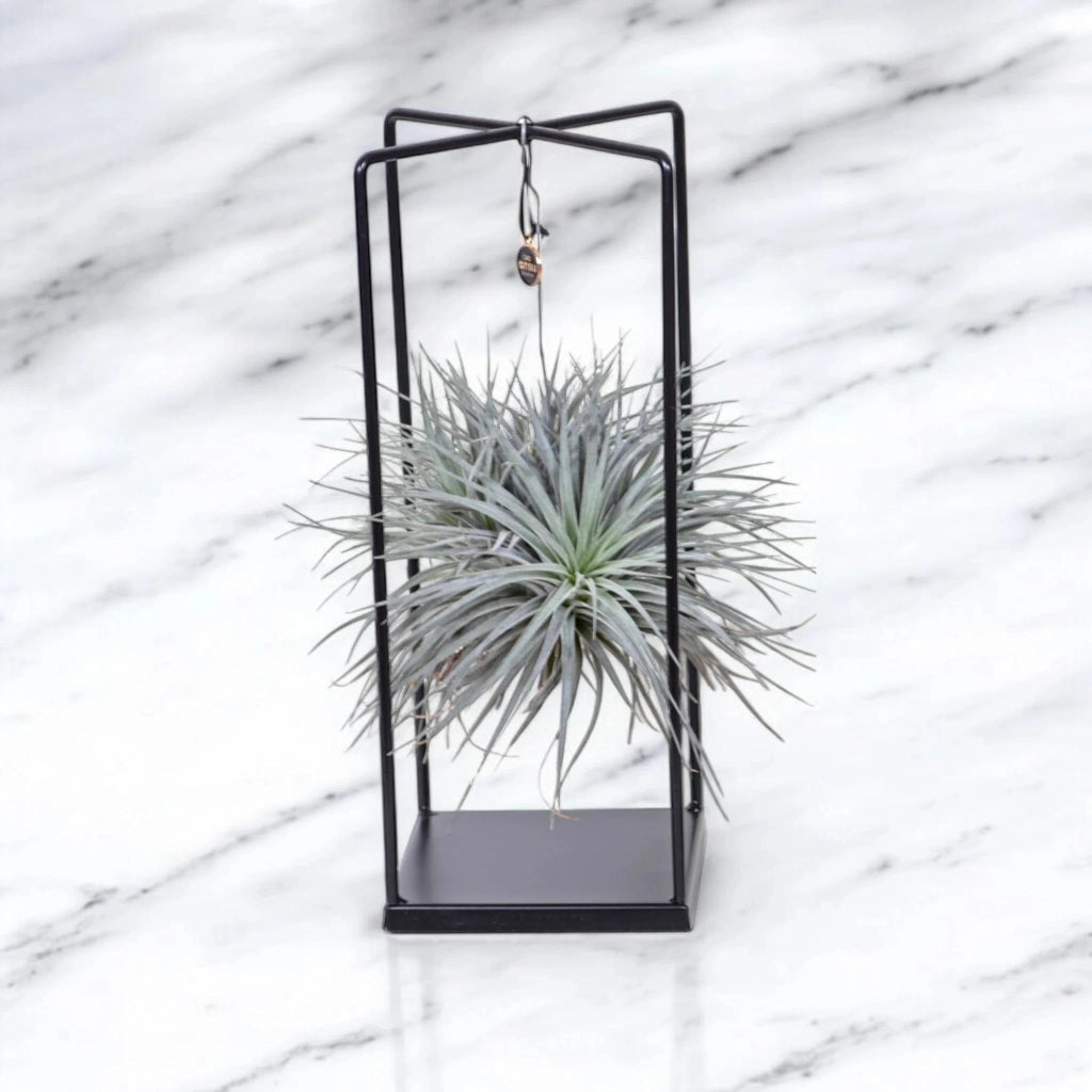 Gardenaria Tillandsia 'Cube' - Pianta da interno ornamentale Altezza: 30 cm (vaso 17)