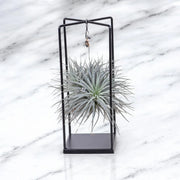 Gardenaria Tillandsia 'Cube' - Pianta da interno ornamentale Altezza: 30 cm (vaso 17)
