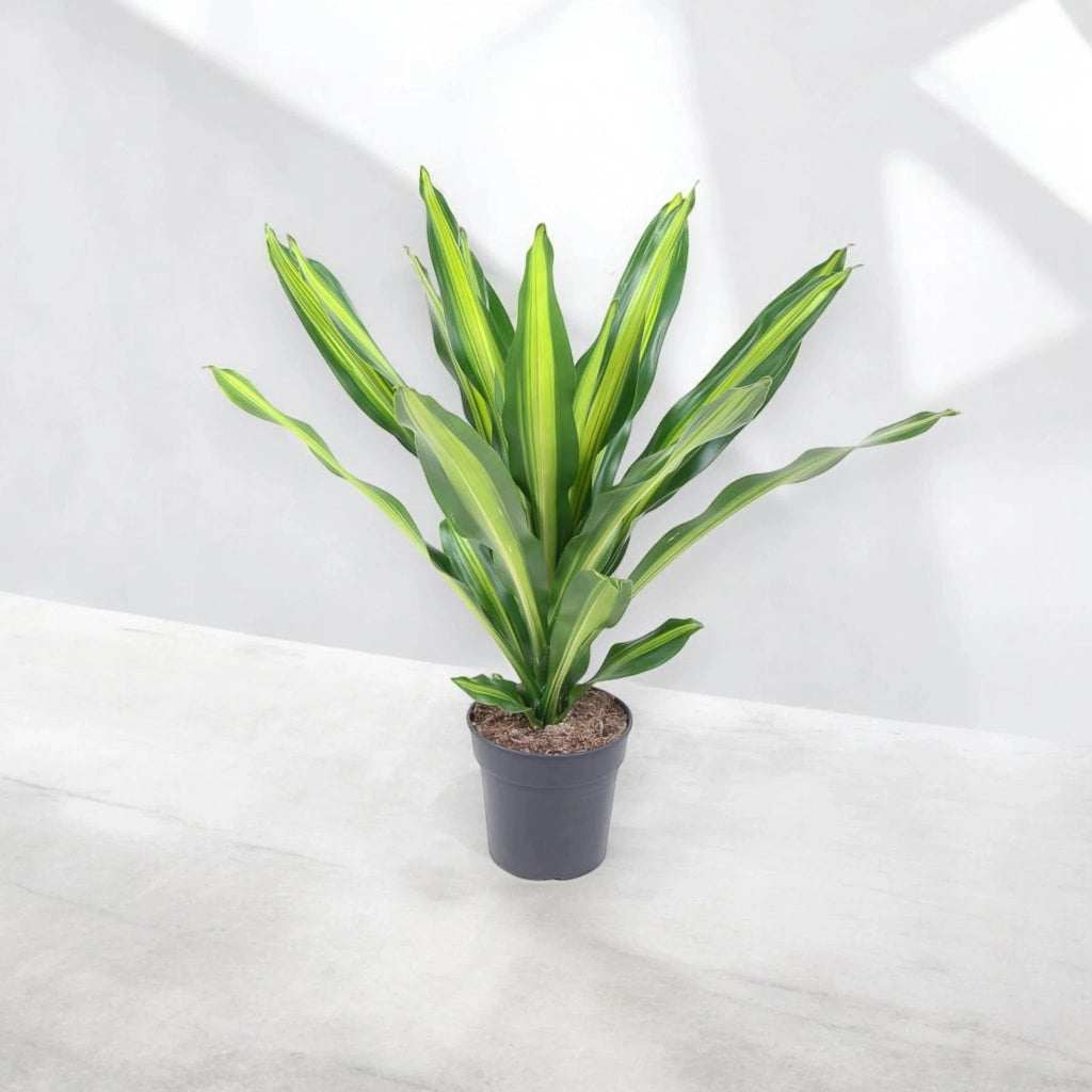 Gardenaria Dracaena fragrans 'Burley' - Pianta da interno ornamentale Altezza: 70 cm (vaso 21)