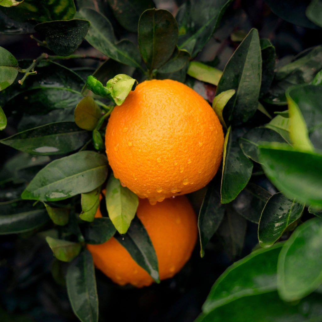 Gardenaria Arancio - Citrus sinensis 'Valencia' - Pianta di agrume da frutto in vaso Altezza: 70/80 cm (vaso 22)