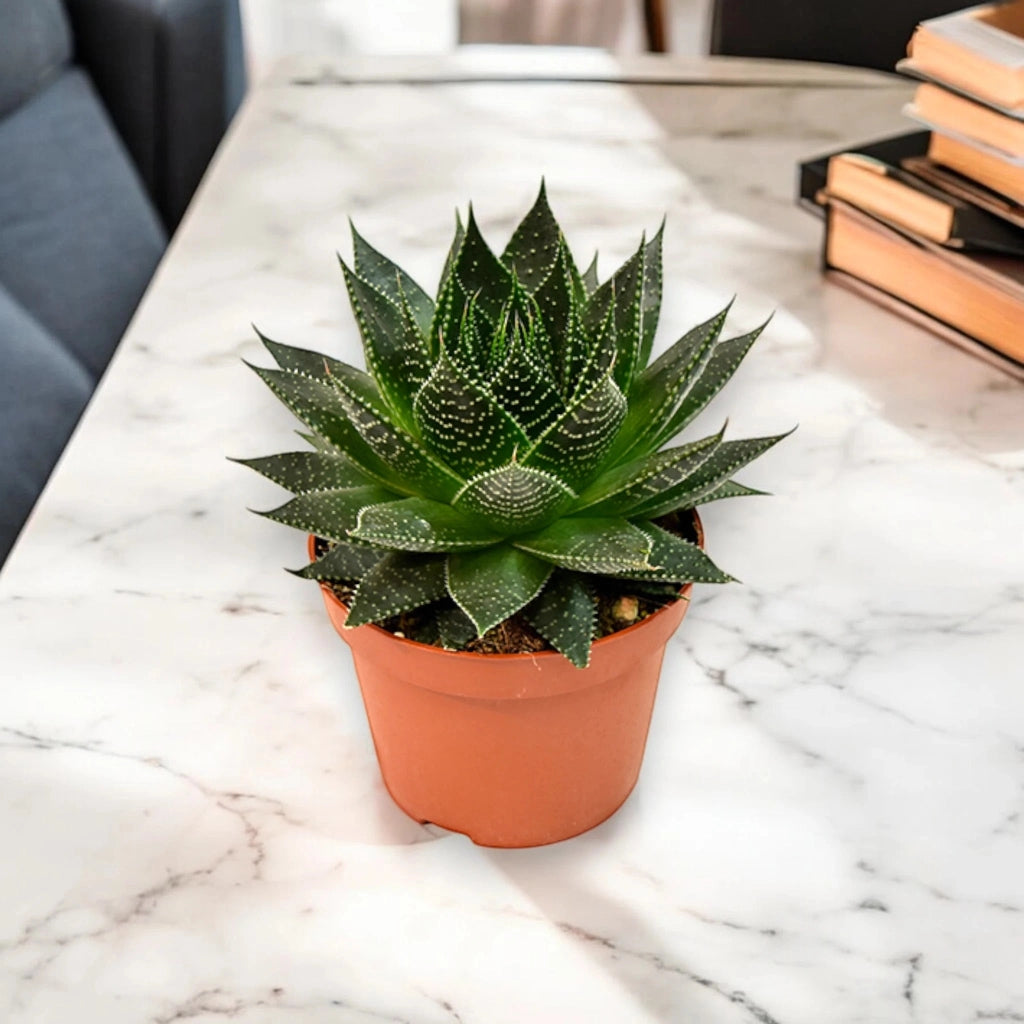 Gardenaria Aloe aristata 'Safari Ami' - Pianta da interno ornamentale Altezza: 15 cm (vaso 10)