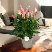 Gardenaria Anthurium 'Lilli' - Pianta da interno ornamentale Altezza: 40 cm (vaso 14)