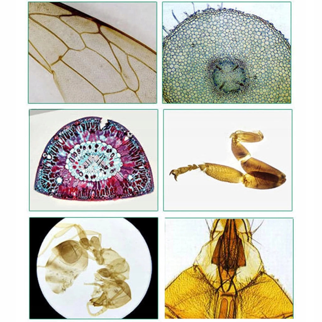 Set di Vetrini Microscopici Prefabbricati – 30 Pezzi per Tessuti Vegetali e Animali | Alta Trasparenza, Sicurezza