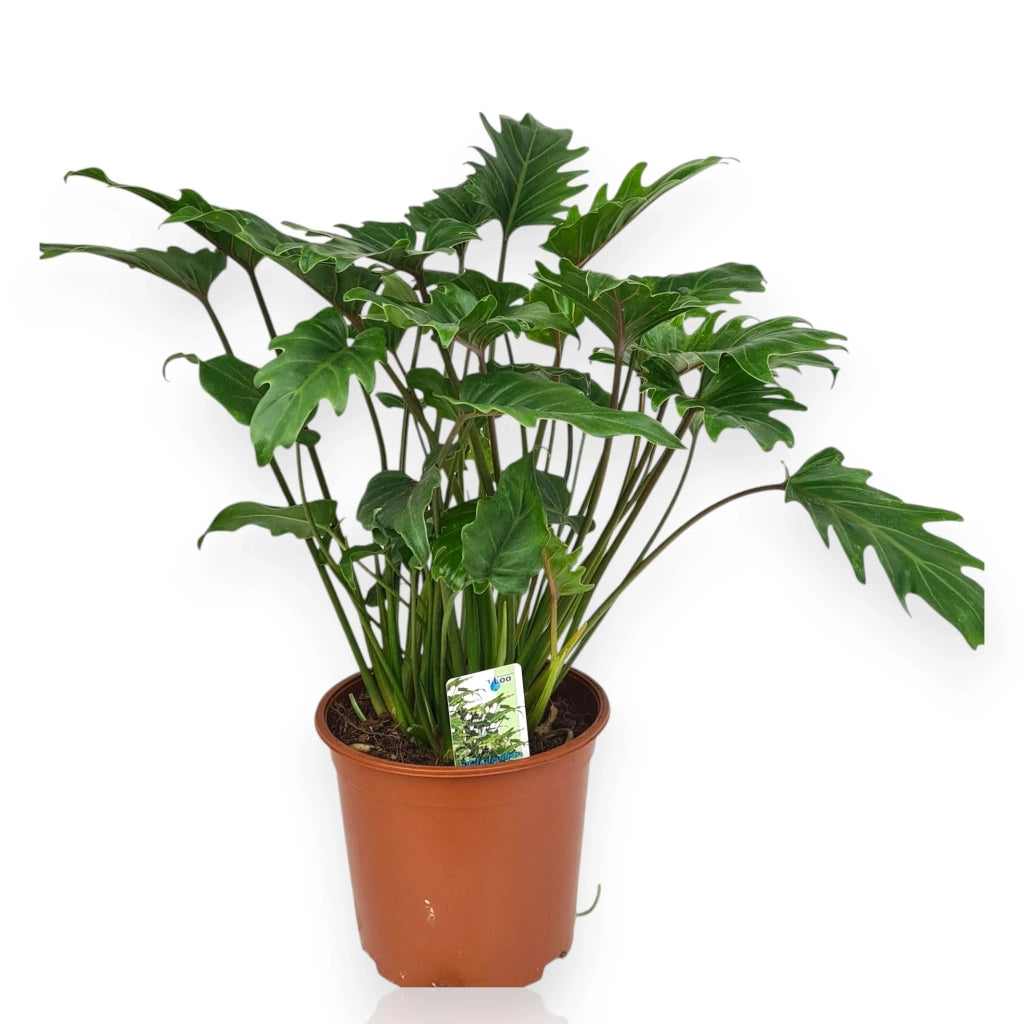 Gardenaria Philodendron 'Xanadu' - Pianta da interno ornamentale Altezza: 40/50 cm (vaso22)