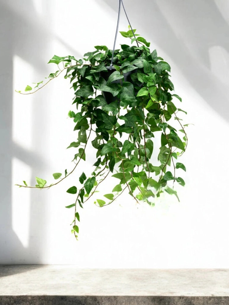 Gardenaria Edera - Hedera helix 'Mein Herz' - Pianta da interno ornamentale Altezza: 50 cm (vaso 19)