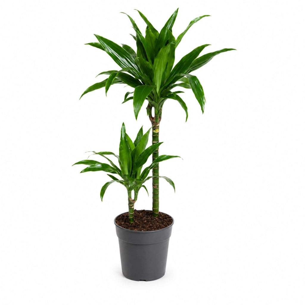 Gardenaria Dracaena fragrans 'Janet craig' - Pianta da interno ornamentale Altezza: 100 cm (vaso 24)