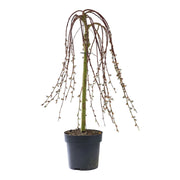 Pianta di SALIX CAPREA salice ornamentale PIANGENTE in vaso 24 cm AMDGarden