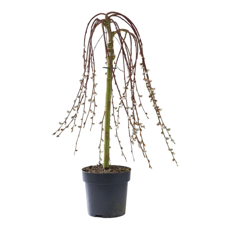 Pianta di SALIX CAPREA salice ornamentale PIANGENTE in vaso 24 cm AMDGarden