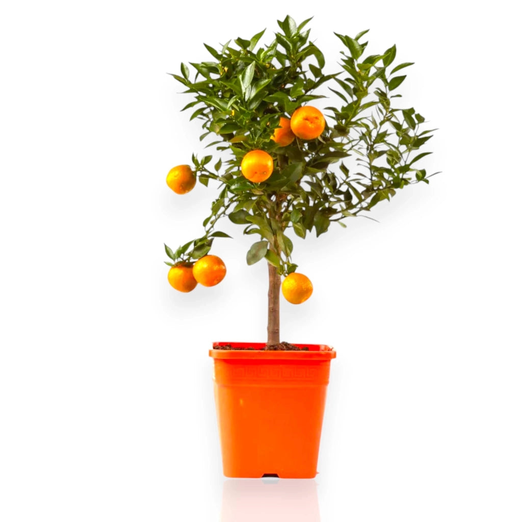 Gardenaria Chinotto - Citrus myrtifolia - Pianta di agrume da frutto in vaso Altezza: 40 cm (vaso 15)
